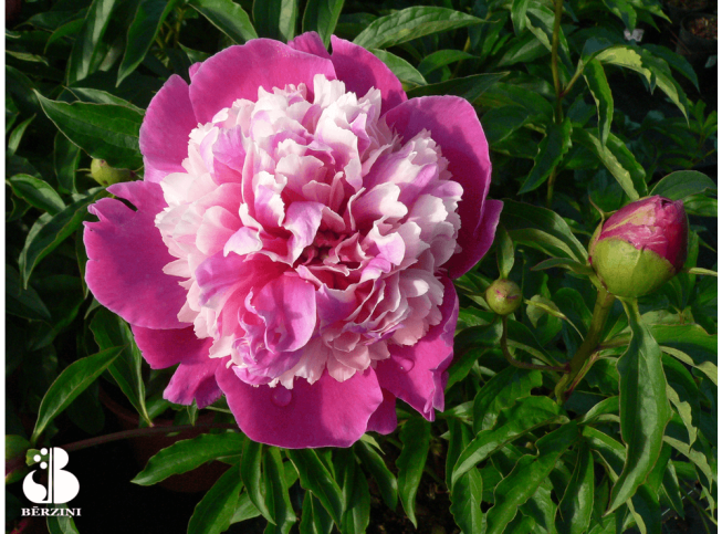 Paeonia lactiflora   'Bowl of Beauty'